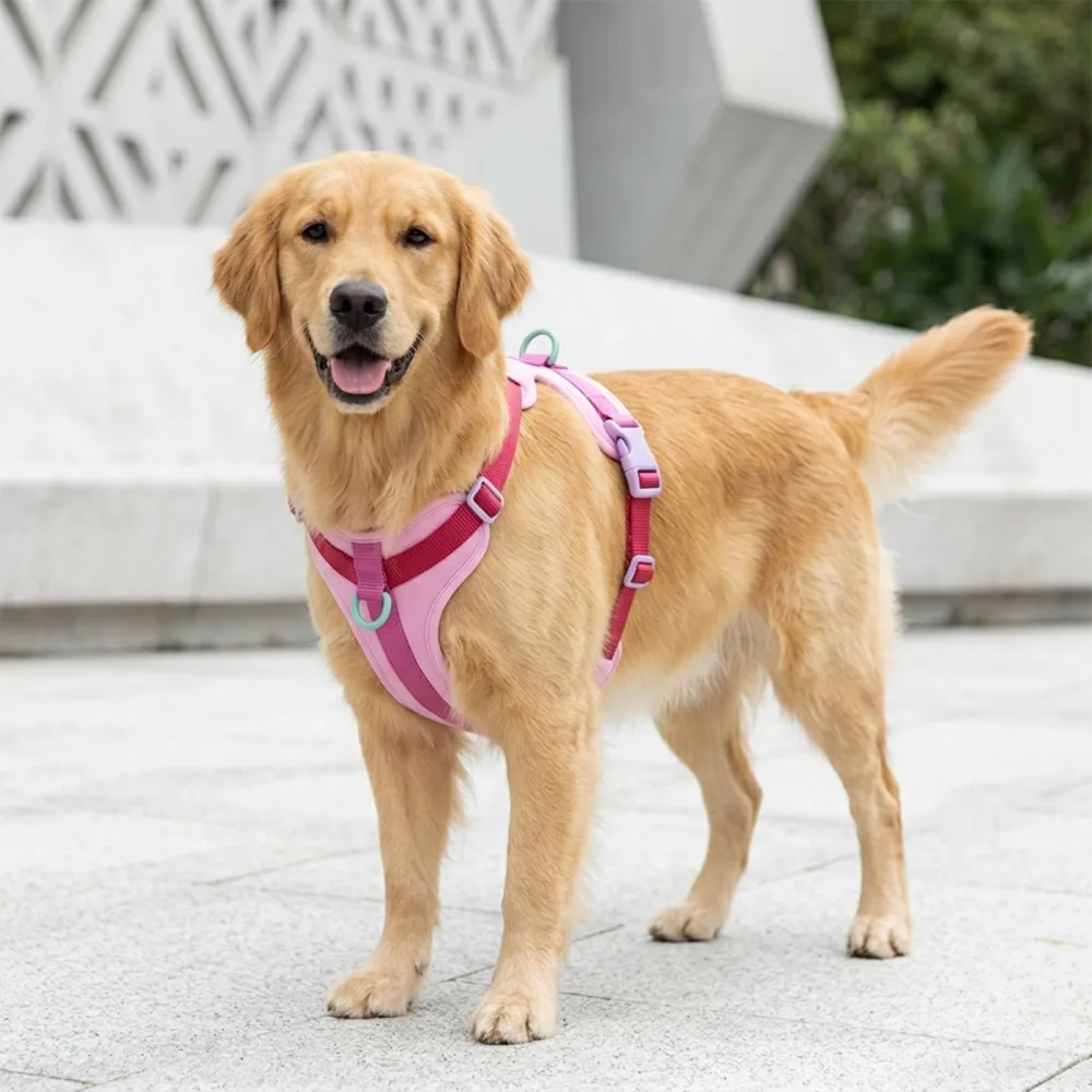 A comfortable, cushioned dog harness